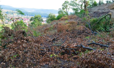 Punctul de vedere al ROMSILVA privitor la tăierile de pădure care au provocat un val de reacții negative în rândul comunității din Beclean – FOTO